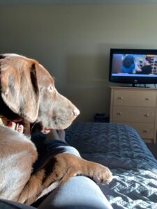 Puppy watching TV in hotel room