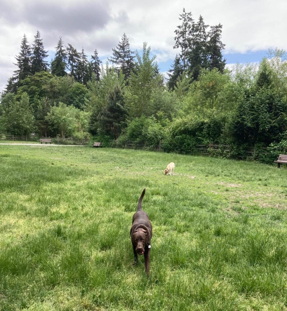 Buster and Lily at Waputo Dog park