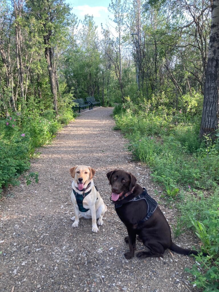 Fort st john dog park