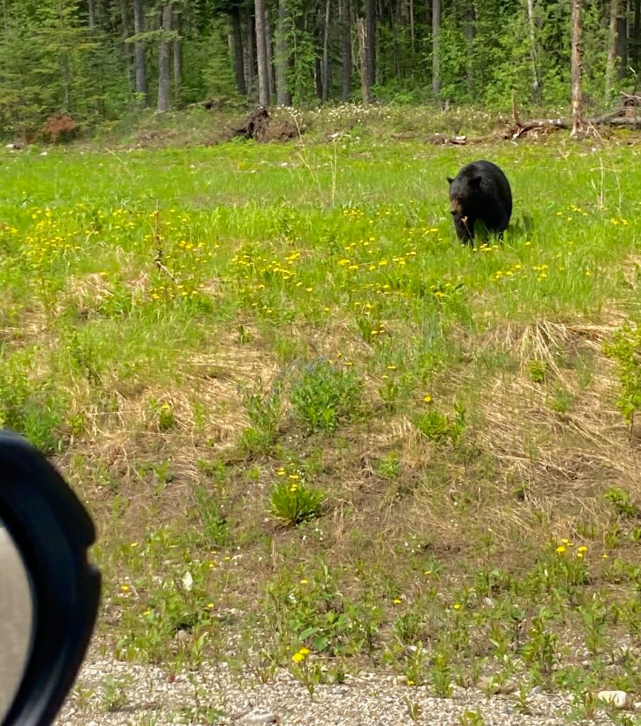 bear wildlife bugs amenities