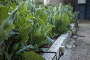 garden bed, foliage, nature-7316843.jpg