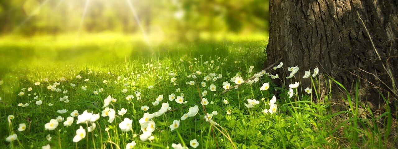 flowers, meadow, sunlight-276014.jpg