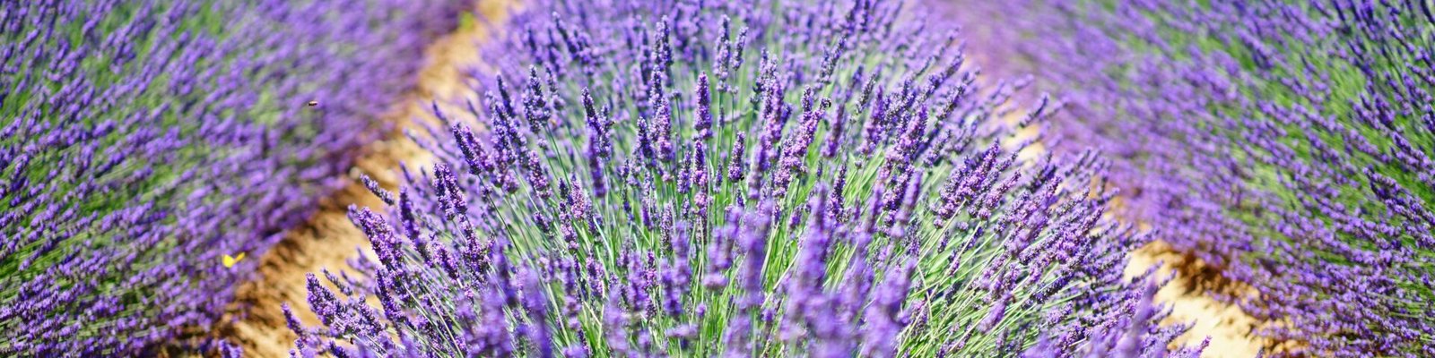 A beautiful and vibrant lavender field in Provence, perfect for natural landscape lovers.