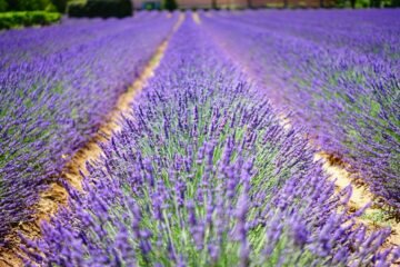 A beautiful and vibrant lavender field in Provence, perfect for natural landscape lovers.