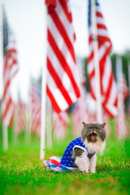cat, nature, american flag, july 4th, flag, america, usa, persian cat, pet, patriotic, july, holiday, freedom, democracy, tutu, national flag, memorial day, independence, independence day, kitty, feline, purebred, vivid, cute, animal, meow
