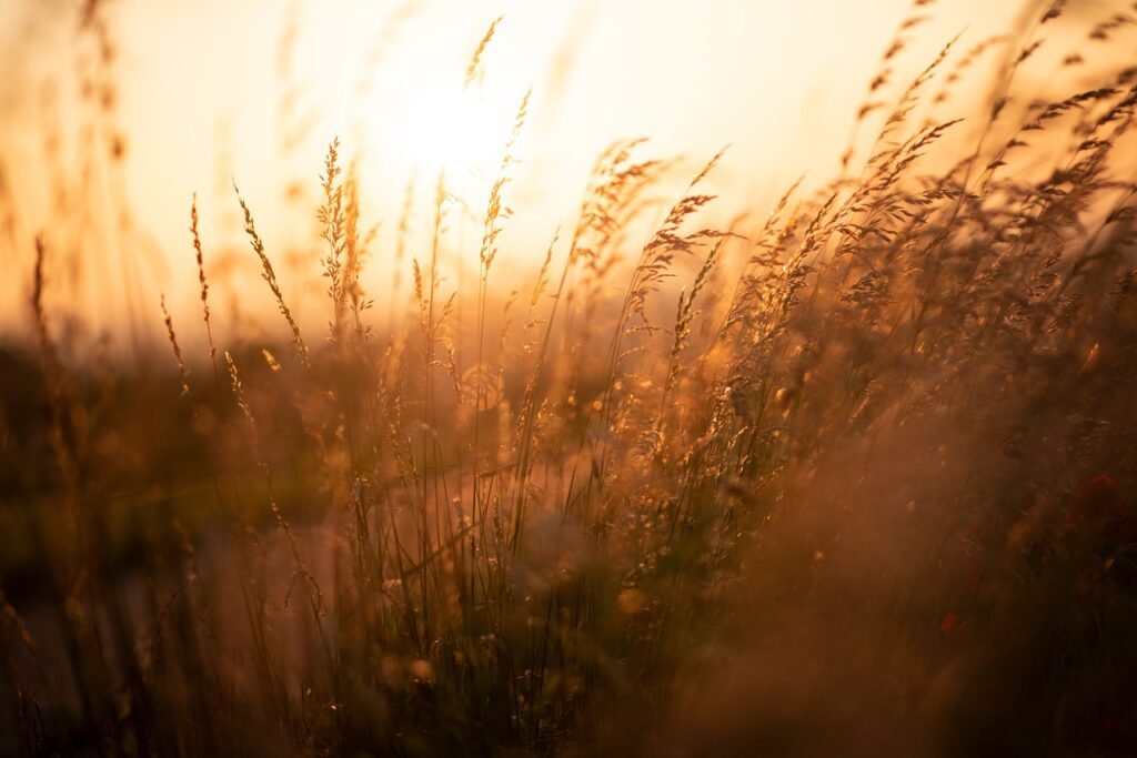 reed, field, sunset, sunrise, sunlight, dusk, dawn, grass, plant, meadow, summer, nature, reed, reed, reed, sunrise, sunrise, sunrise, sunrise, sunrise