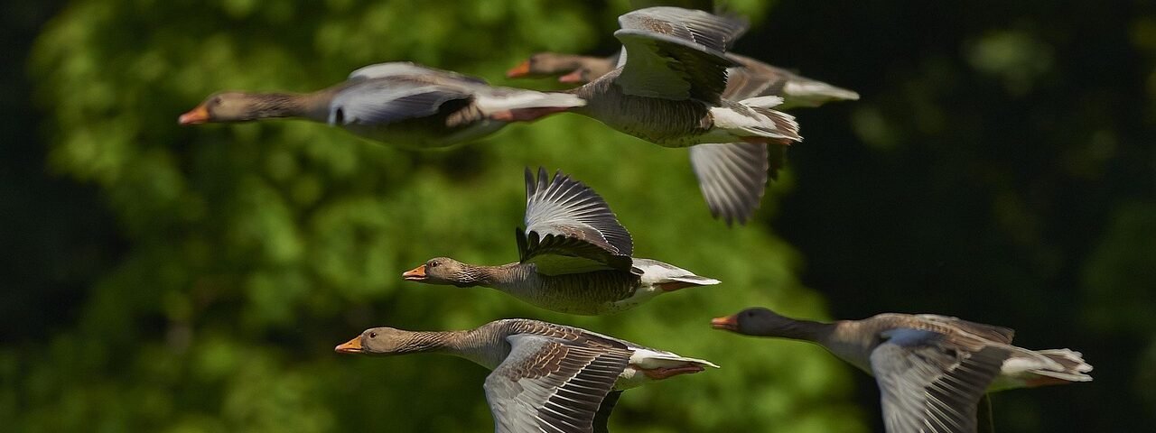 flock of birds, canada geese, geese, flight, flying, flying birds, wings, animals, waterfowls, water birds, birds, poultry, nature, migratory birds, wild geese, avian, ornithology, geese, geese, geese, geese, geese, flying birds, flying birds, flying birds, birds, birds, birds, migratory birds, migratory birds