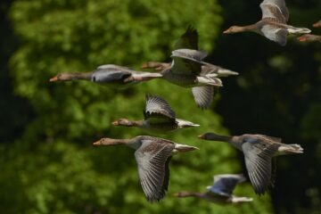 flock of birds, canada geese, geese, flight, flying, flying birds, wings, animals, waterfowls, water birds, birds, poultry, nature, migratory birds, wild geese, avian, ornithology, geese, geese, geese, geese, geese, flying birds, flying birds, flying birds, birds, birds, birds, migratory birds, migratory birds