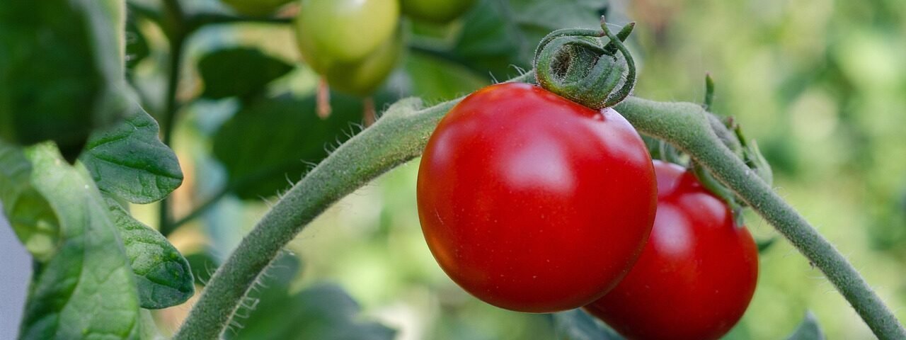 tomatoes, vegetables, plant, red tomatoes, fresh tomatoes, nature, ripe, bush, healthy, tomatoes, tomatoes, tomatoes, tomatoes, tomatoes