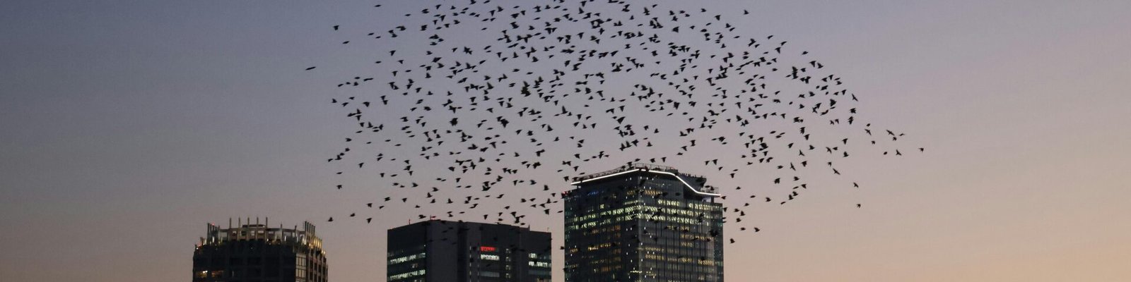 A flock of birds flying over the Tokyo skyline during twilight, capturing urban serenity.