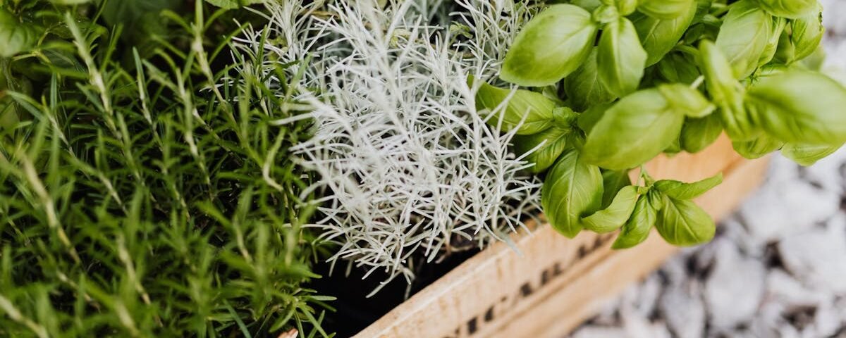 A vibrant collection of herbs in a wooden crate, perfect for cooking and gardening enthusiasts.