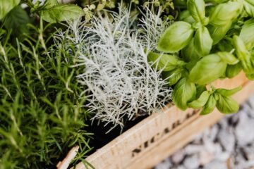 A vibrant collection of herbs in a wooden crate, perfect for cooking and gardening enthusiasts.